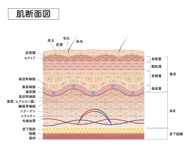 皮肤前7的横切面图片下载