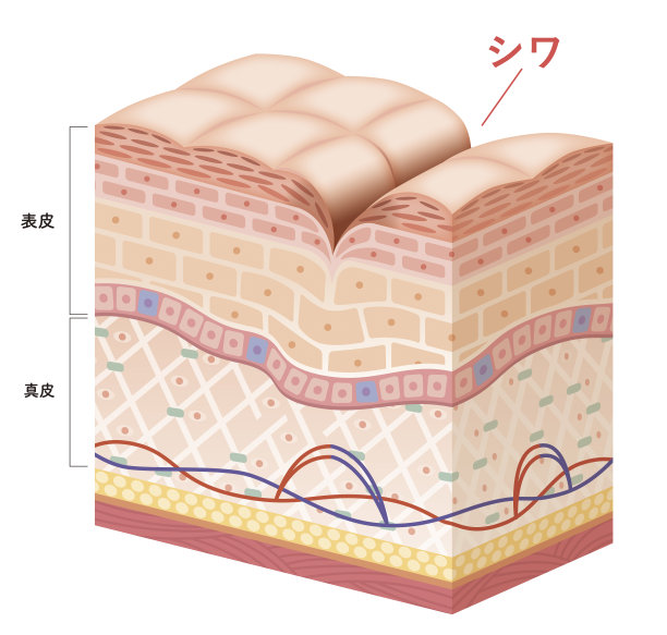 皮肤横截面8图片下载
