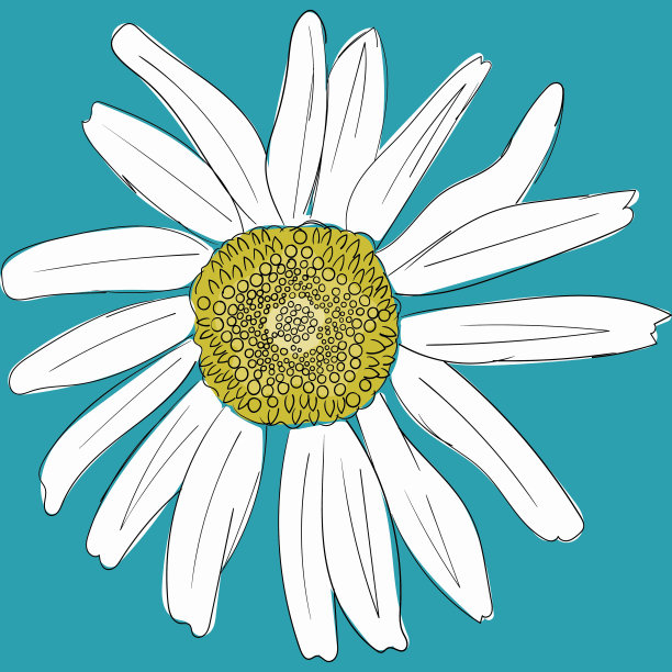 蓝色背景上的白色雏菊甘菊。可爱的花卉植物收集。爱的名片。甘菊图标成长的概念。平面设计。蓝色背景。矢量图图片下载