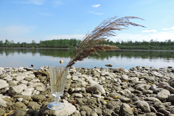 枯死的植物标本室河岸上的高脚酒杯图片下载