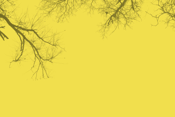 带有树枝的背景图片下载