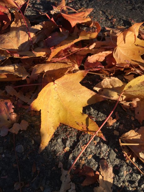 在一个阳光明媚的日子里，人行道上的秋叶图片下载