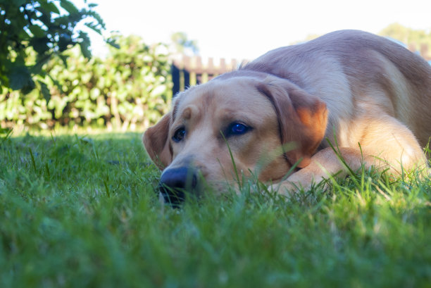 金毛猎犬图片下载