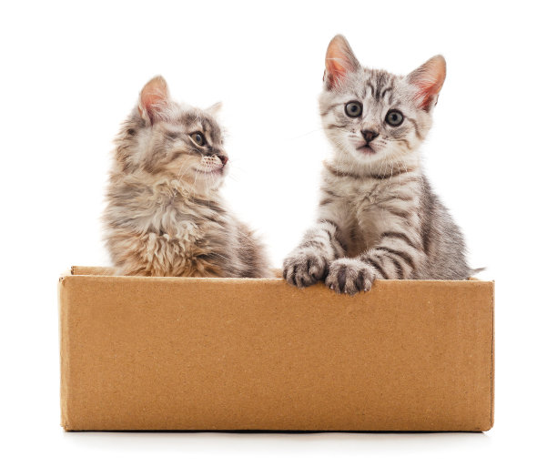 两只小猫在盒子里。图片下载