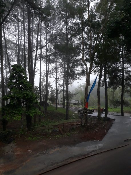 树木和雾图片下载