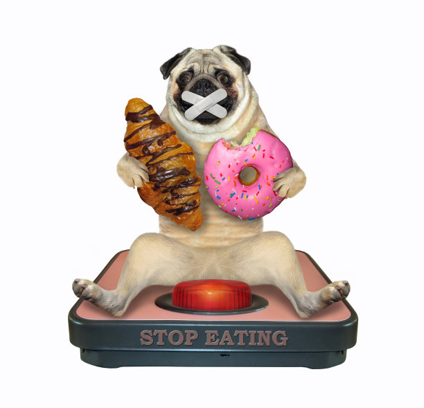 哈巴狗的体重秤上有甜甜圈图片下载