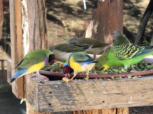 鸟类一起吃饭图片下载