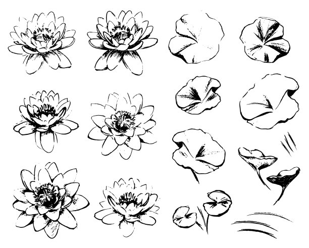 在白色背景上分离的睡莲素描图片下载