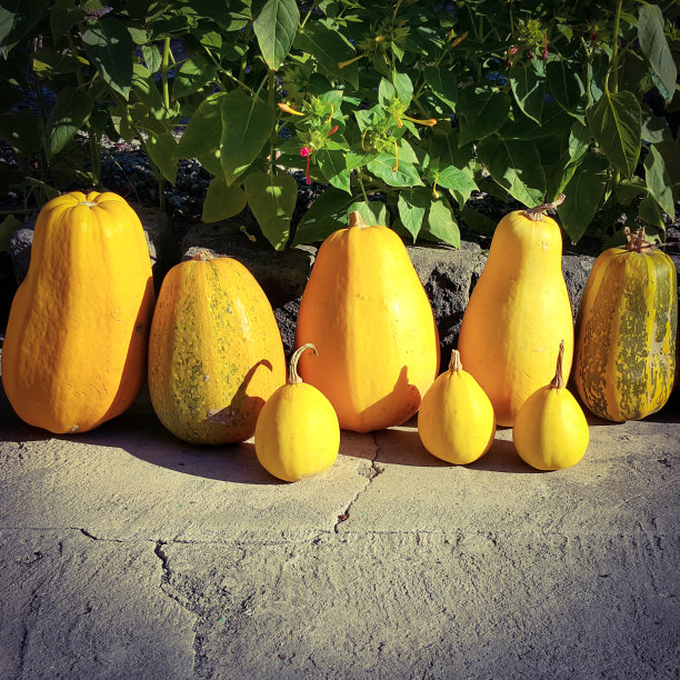 花园里收获的各种各样的南瓜。秋天的收获。菜园里的蔬菜。图片下载