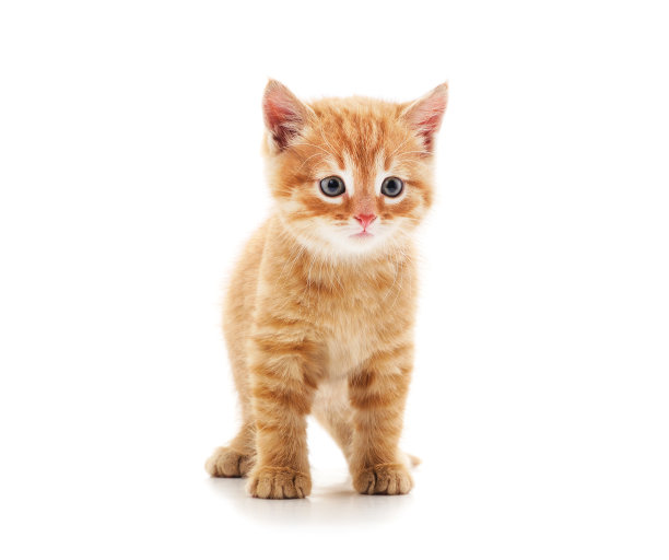 小红猫。图片下载