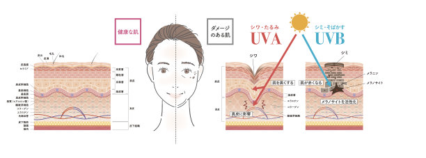 皮肤的横切面1前面图片下载
