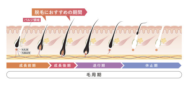 皮肤的横切面在前面20处图片下载