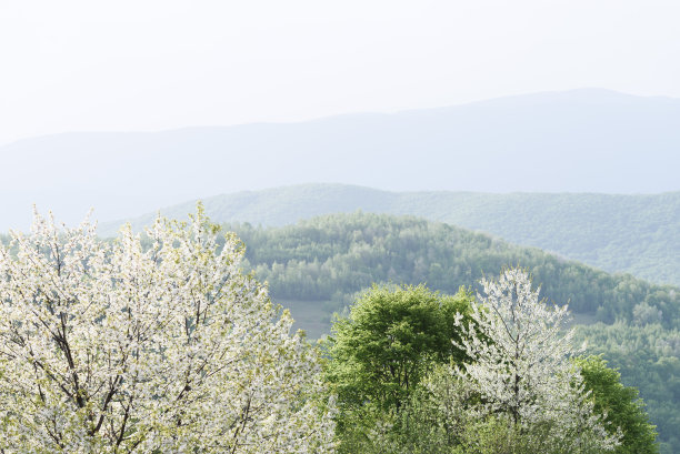 樱花盛开的高峰图片下载