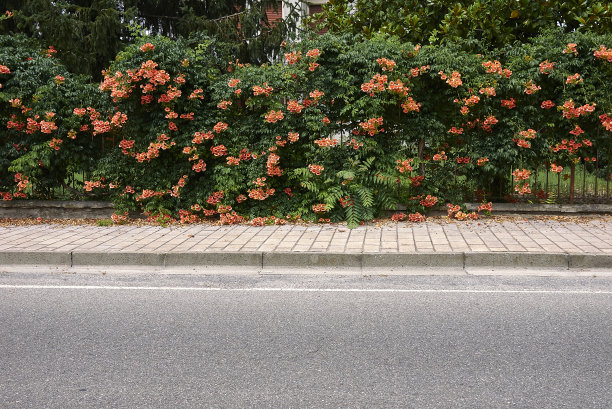 菊苣盛开图片下载
