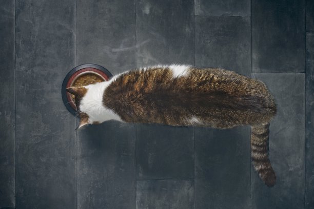 从上面俯视，虎斑猫正在吃湿的食物。图片下载
