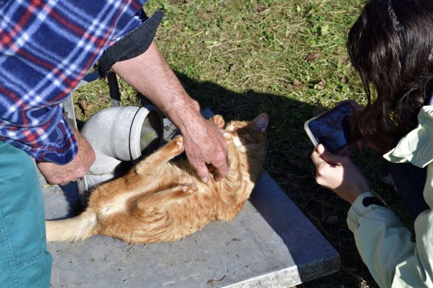 男人的手摸了摸猫的肚子，女孩拍下了照片图片下载