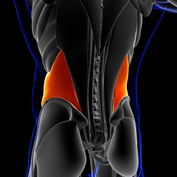内部斜向解剖学的医学概念3D插图图片下载