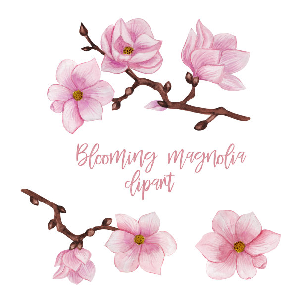 水彩画木兰花剪报，盛开的木兰花插图，木兰花孤立，春花剪报图片下载