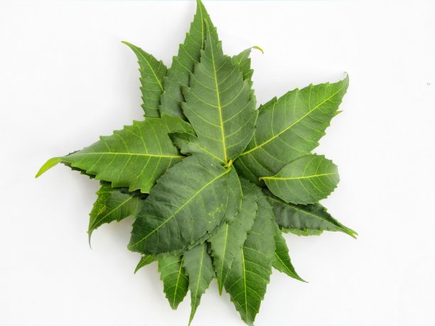 印楝叶孤立在白色背景上，印楝叶，药用印楝叶图片下载
