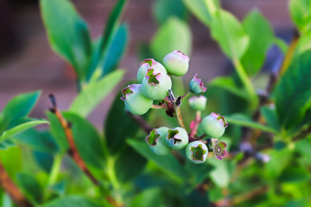 俯视图未成熟的蓝莓果实对灌木的叶子图片下载