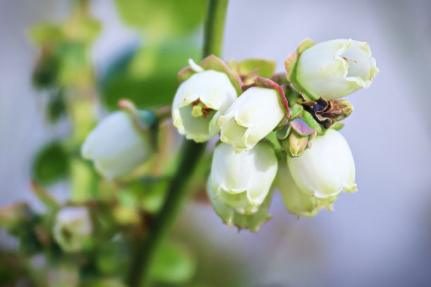 开放的钟形蓝莓花的宏观与灰色背景图片下载