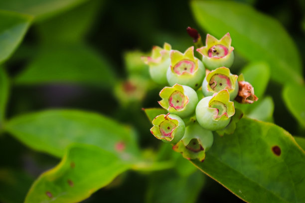 微距的绿色蓝莓在一个灌木模糊的黑暗背景图片下载