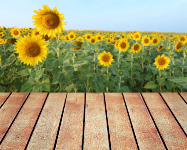 空木桌与向日葵田背景图片下载