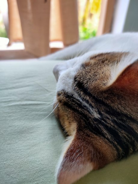 那只猫图片下载