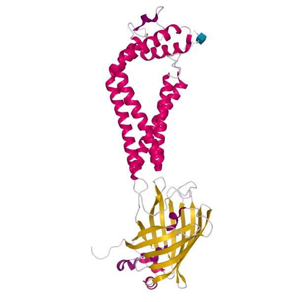 人类CD53的晶体结构，具有不同颜色元素的三维卡通模型的二级结构，白色背景图片下载