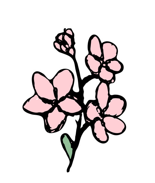 手绘花孤立在白色图片下载