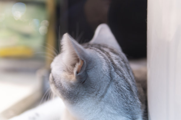 一个美丽的猫的侧面脸的特写看向远处图片下载