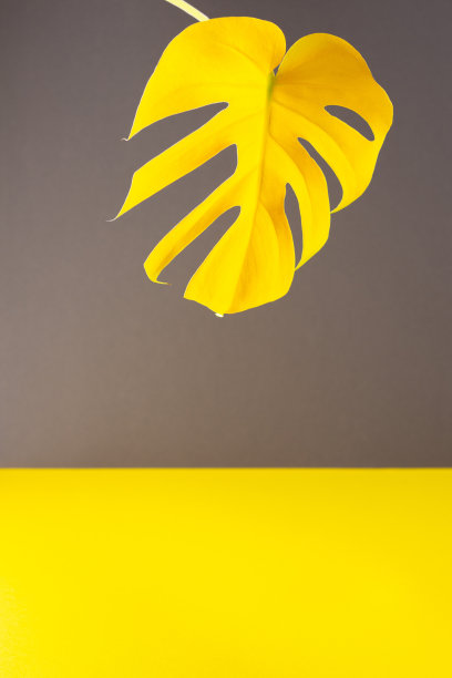 黄叶的Monstera时髦的灰黄色背景图片下载