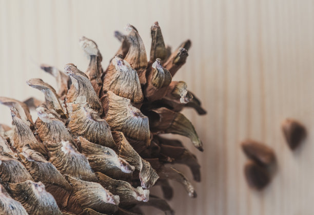 木桌上放着雪松锥。松果和松子放在轻便的餐桌上。一个覆盖着轻质树脂的雪松锥的特写图片下载