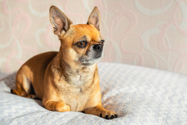 可爱的吉娃娃狗躺在床上。图片下载