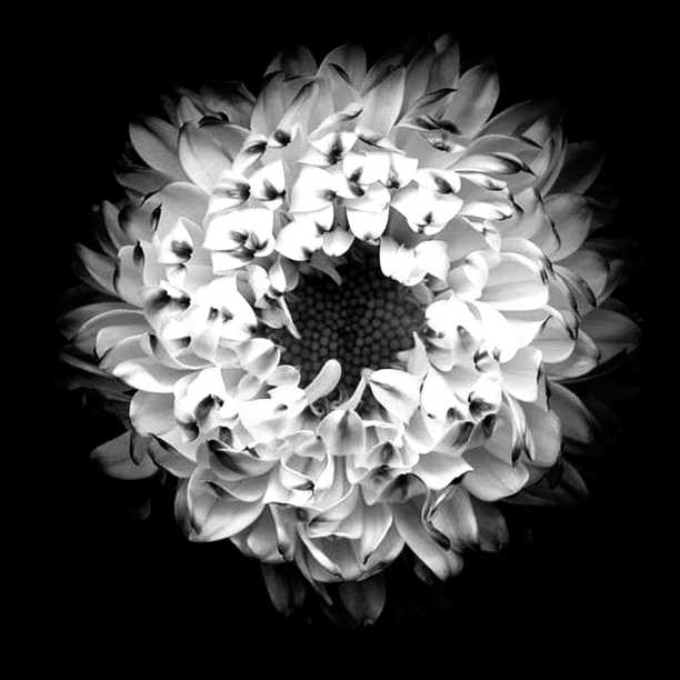 黑色和白色的达莉亚图片下载