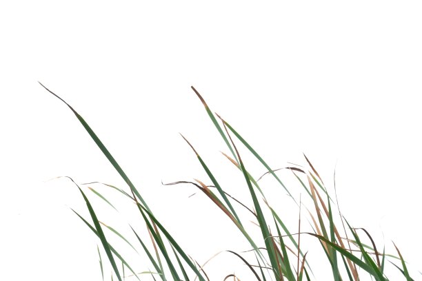 在选择焦点野生草叶与风吹在白色孤立的背景绿色树叶背景图片下载