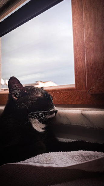 睡觉的猫图片下载