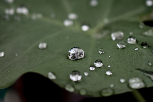 叶子上的水滴图片下载
