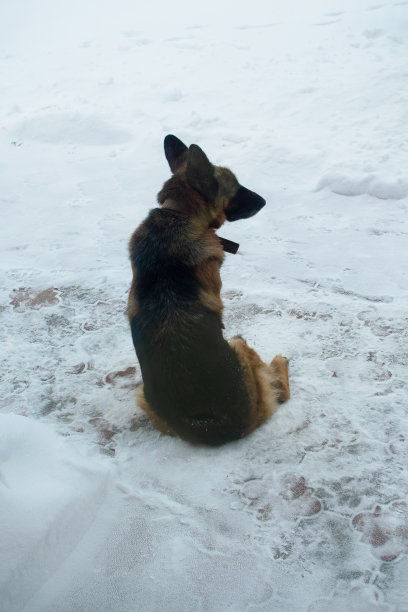 冬天坐在户外的年轻的德国牧羊犬。背后的观点。图片下载