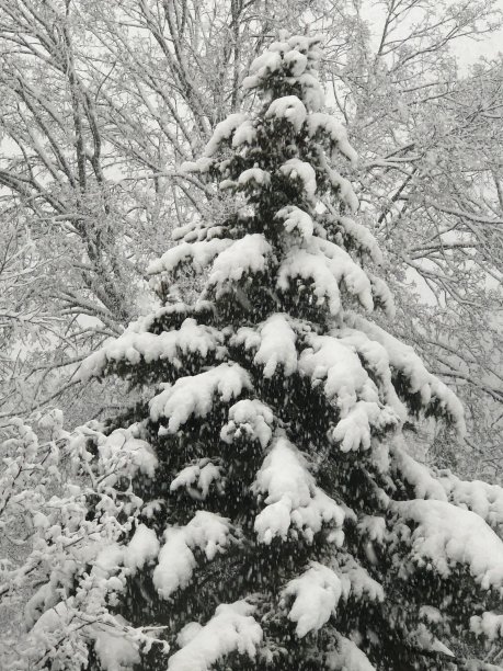 常青树的树枝被大雪覆盖图片下载