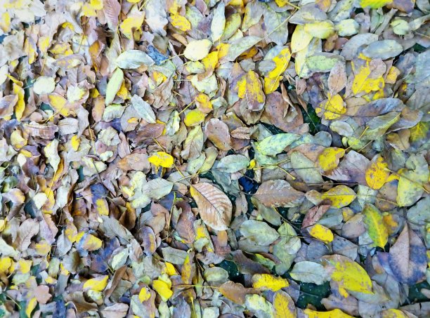 秋天的枯叶。图片下载