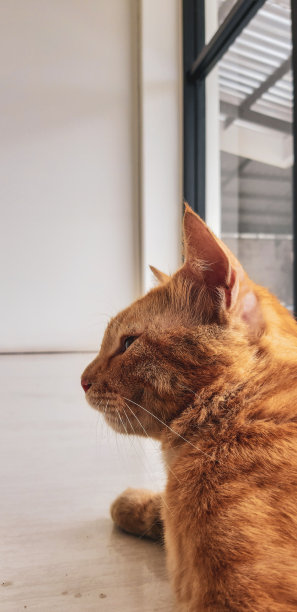 橙色的猫图片下载