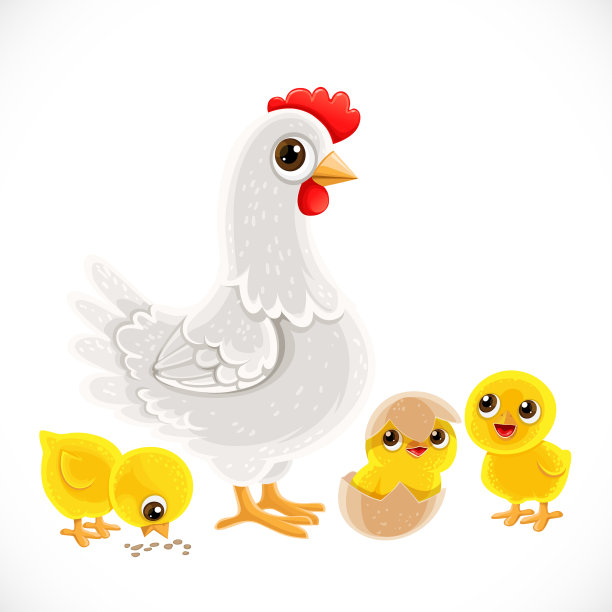 可爱的卡通白色鸡与鸡隔离图片下载