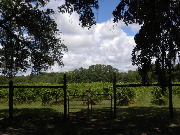 看葡萄园图片下载