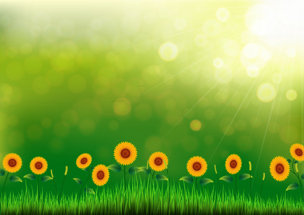 向日葵和草以自然的散景为背景图片下载