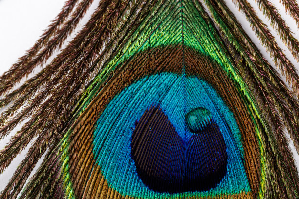 水滴在孔雀羽毛上。微距镜头。图片下载