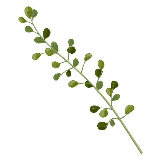 艺术水彩自然枝叶元素。图片下载