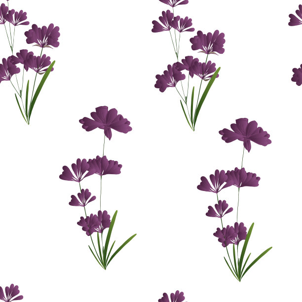 无缝矢量模式与薰衣草花在白色的背景。薰衣草。适用于装饰、设计、室内装饰、纺织、面料，用于制作壁纸、产品。图片下载