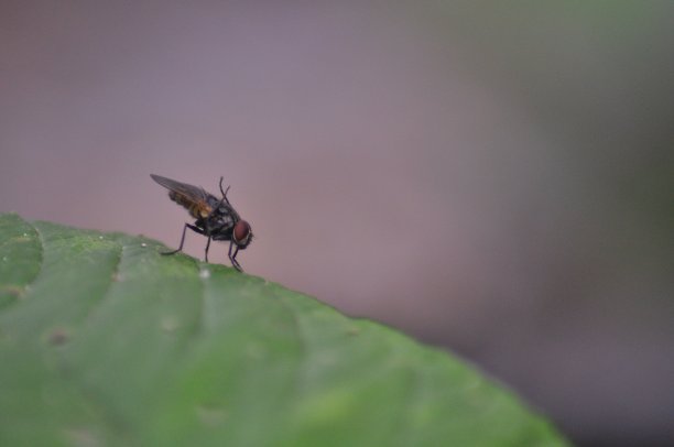 苍蝇准备起飞，飞向世界的各个角落图片下载