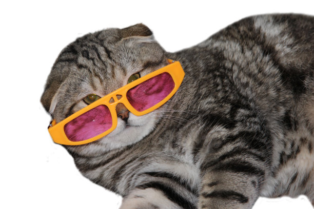 白底粉红眼镜的猫图片下载
